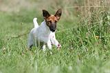 FOX TERRIER POIL LISSE 183